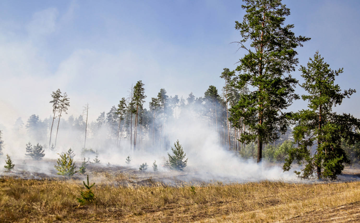 Wildfire Smoke Information